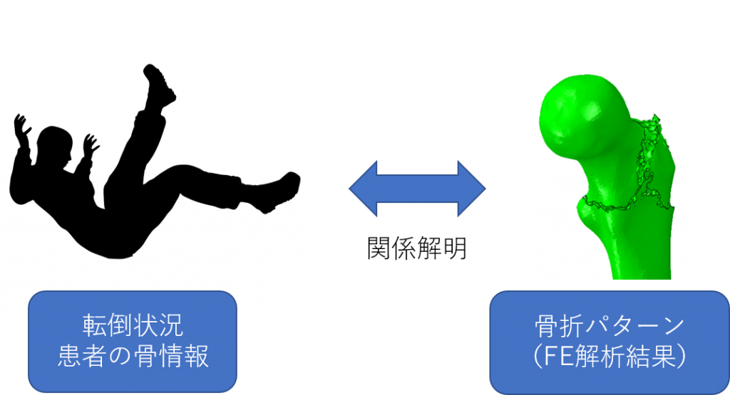 大腿骨近位部骨折の発生メカニズムの解明 研究概要 博士後期課程 阿部佳峻のホームページ 大腿骨近位部骨折の発生メカニズムの解明 研究概要 博士後期課程 阿部佳峻のホームページ